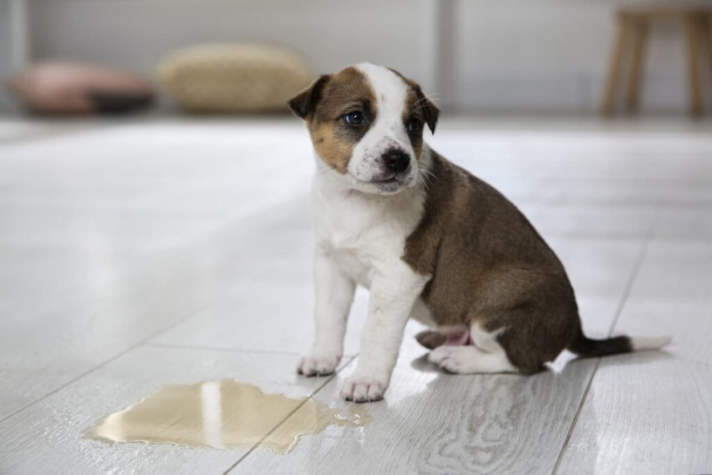 dog urine smell